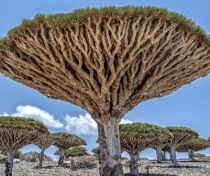 Socotra_145_V2
