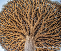 Socotra_151_V2