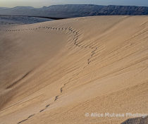 Socotra_188_V2