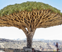 Socotra_305_V2-