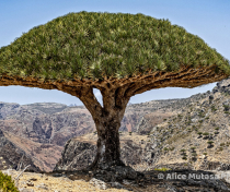 Socotra_308_V2