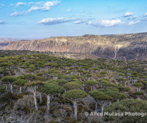 Socotra_322_V2