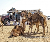 Omdurman camel market