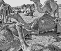 Omdurman camel market