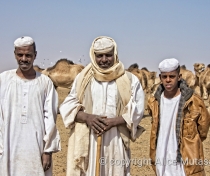 Abdelghardirha, Zein and Moussab  - Omdurman camel market