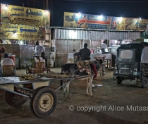 Karima at night