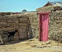 Pink door & goats, Suakin
