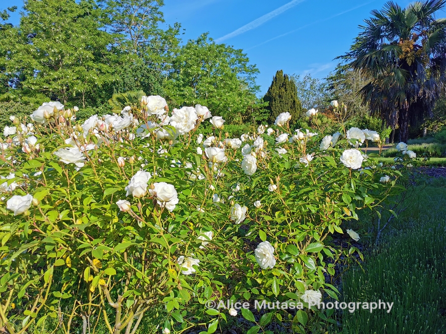 Downhills Park Rose Garden