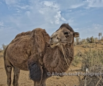 Uzbek camel, Kyzylkum desert