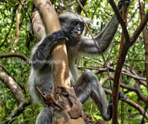 Colobus monkey (?), Jozani forest.