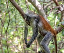 Red Colobus monkey, in Jozani Forest