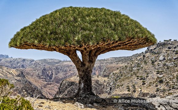 NEW PHOTOS: Socotra