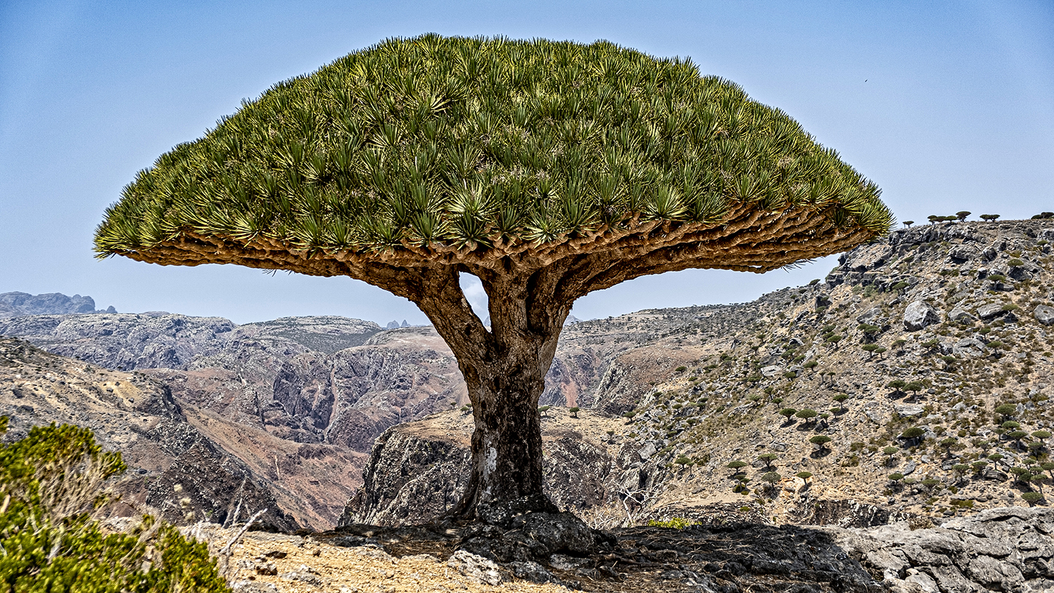 Socotra island Yemen